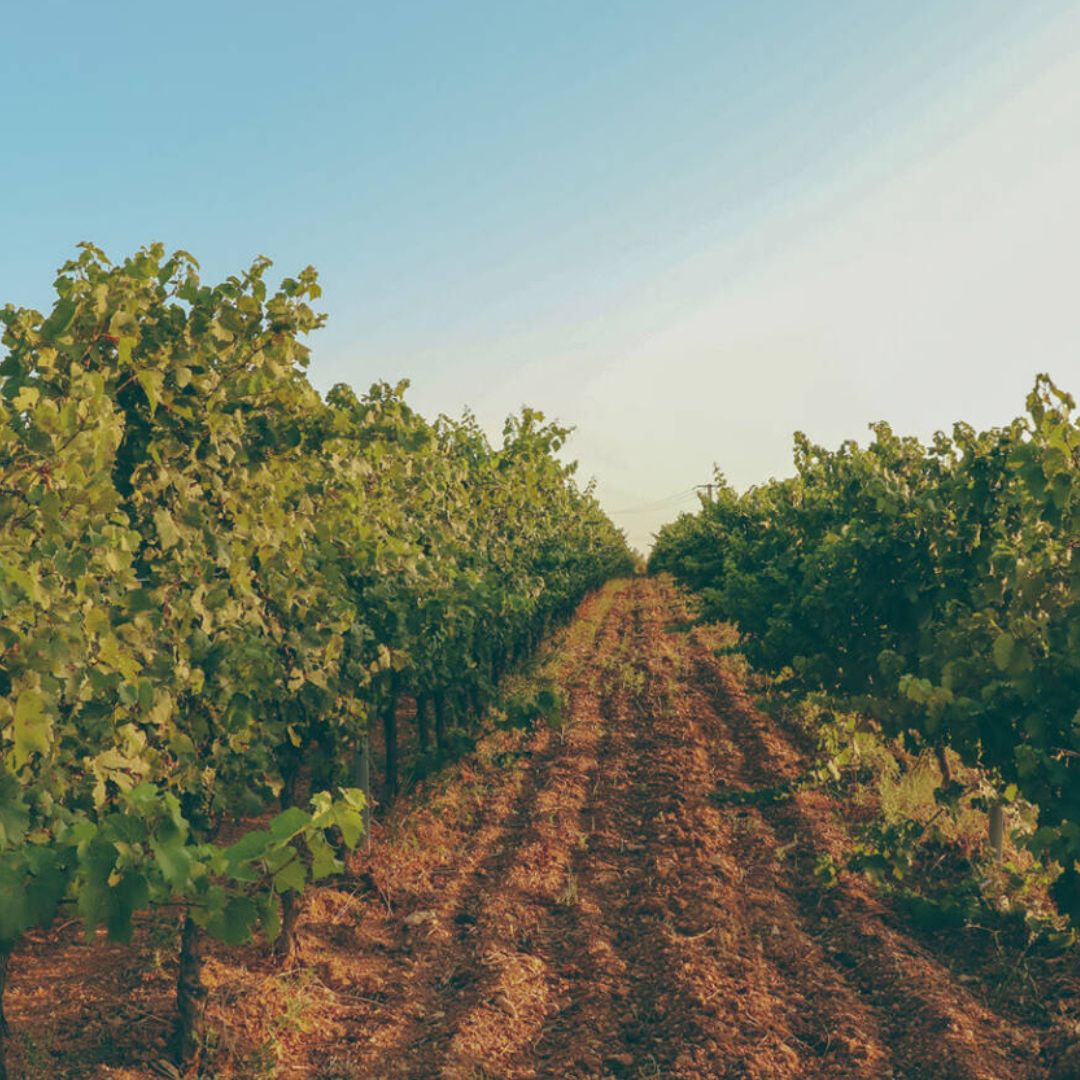 Vignobles Vellas