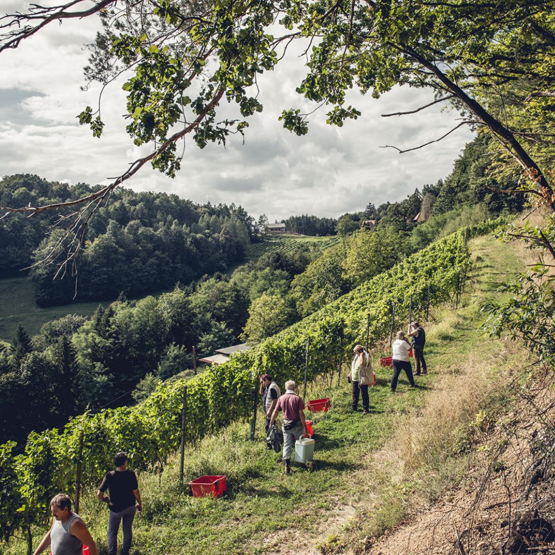 Weingut Hannes Sabathi